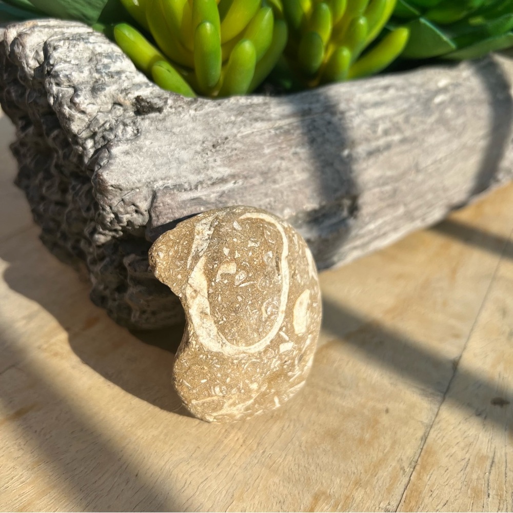 Fossiliferous Limestone Specimen w/ Visible Marine Shell Fossils Natural Stone